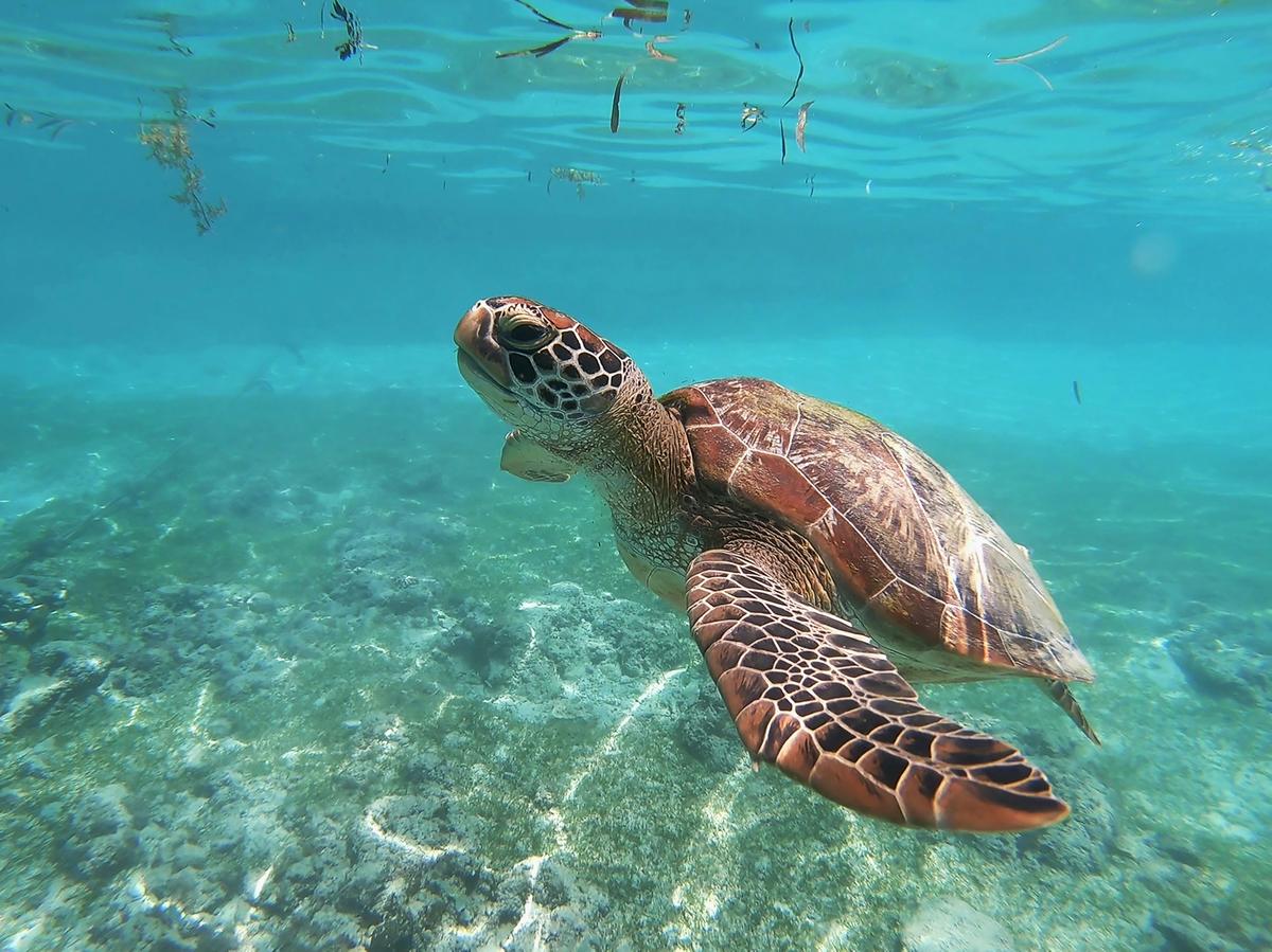 ESNÓRQUEL EN AKUMAL Y CENOTE